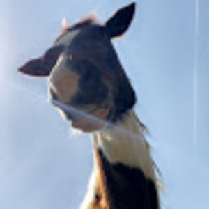 Meet your Posher, Ella